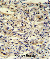 C1orf186 Antibody in Immunohistochemistry (Paraffin) (IHC (P))