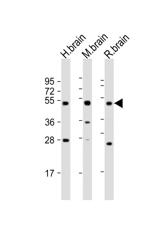 NPTX1 Antibody in Western Blot (WB)