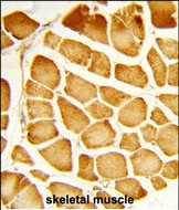 COX4 Antibody in Immunohistochemistry (Paraffin) (IHC (P))