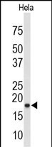 COX4 Antibody in Western Blot (WB)