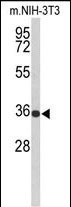 SLC25A17 Antibody in Western Blot (WB)