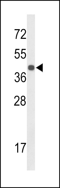 CENPK Antibody in Western Blot (WB)