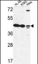 LFNG Antibody in Western Blot (WB)