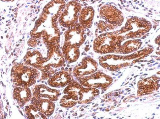 Annexin A13 Antibody in Immunohistochemistry (Paraffin) (IHC (P))