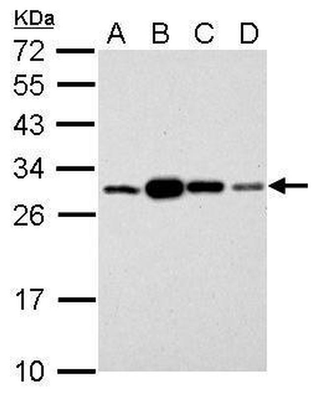 14-3-3 sigma Antibody in Western Blot (WB)