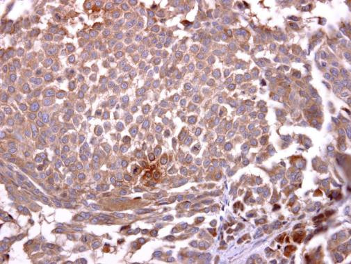 CD235a Antibody in Immunohistochemistry (Paraffin) (IHC (P))