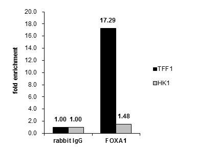 FOXA1 Antibody in ChIP Assay (ChIP)