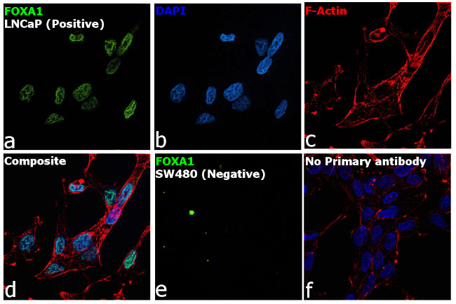 FOXA1 Antibody