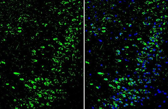 DRD1 Antibody in Immunohistochemistry (Frozen) (IHC (F))