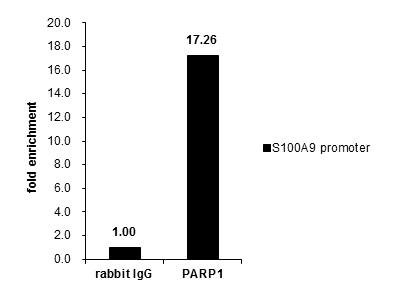 PARP1 Antibody in ChIP Assay (ChIP)