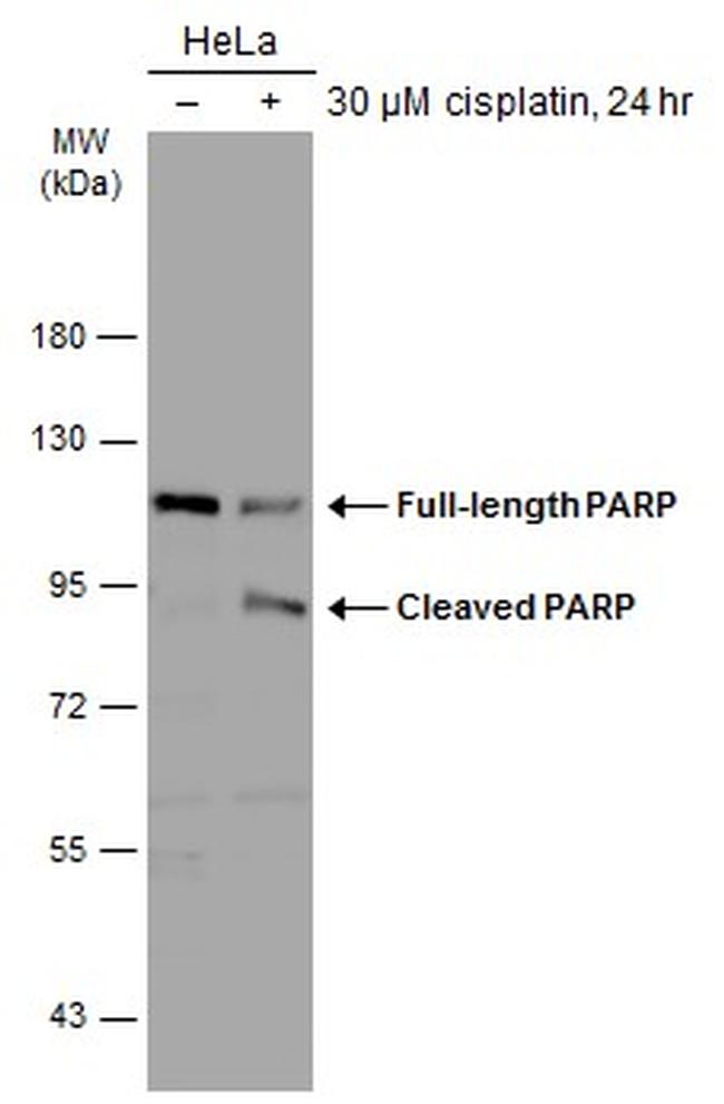 PARP1 Antibody in Western Blot (WB)