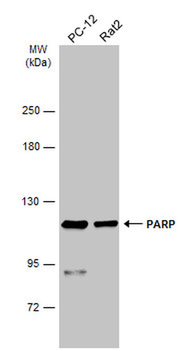 PARP1 Antibody in Western Blot (WB)