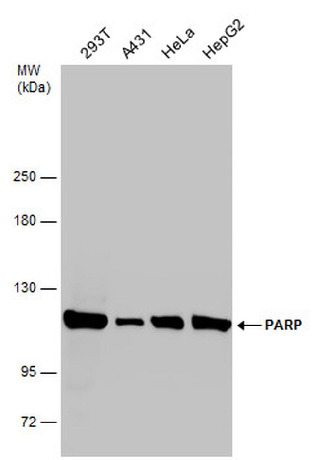 PARP1 Antibody in Western Blot (WB)