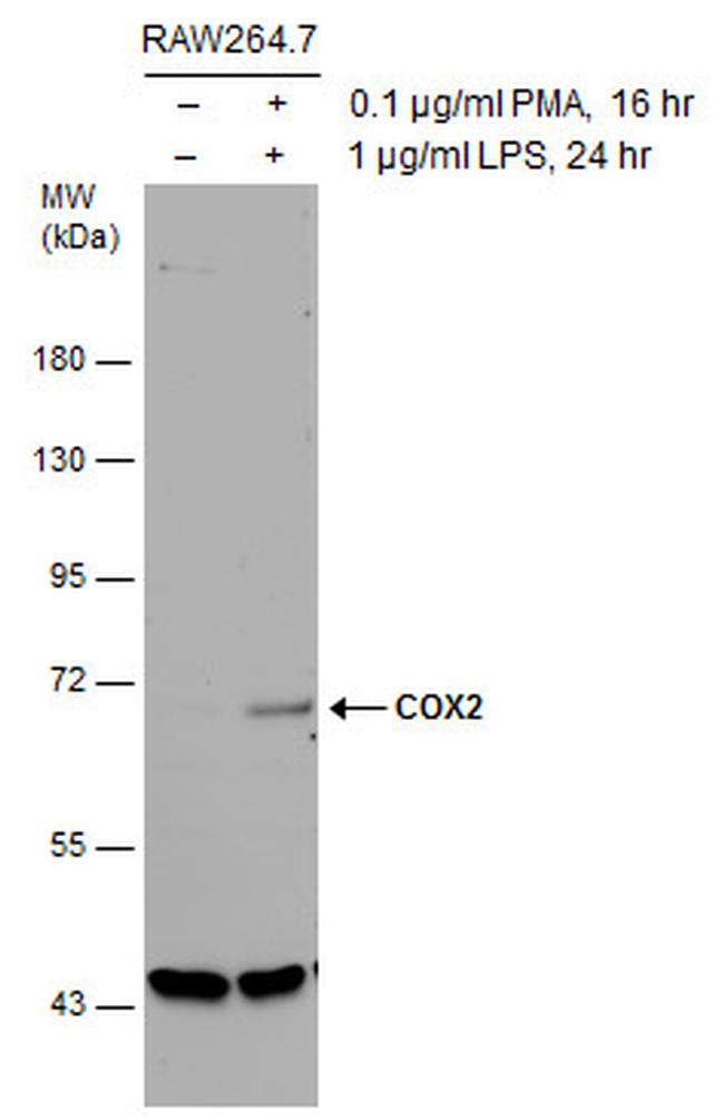 COX2 Polyclonal Antibody (PA5-27238)
