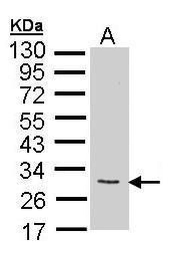 FGF10 Antibody in Western Blot (WB)