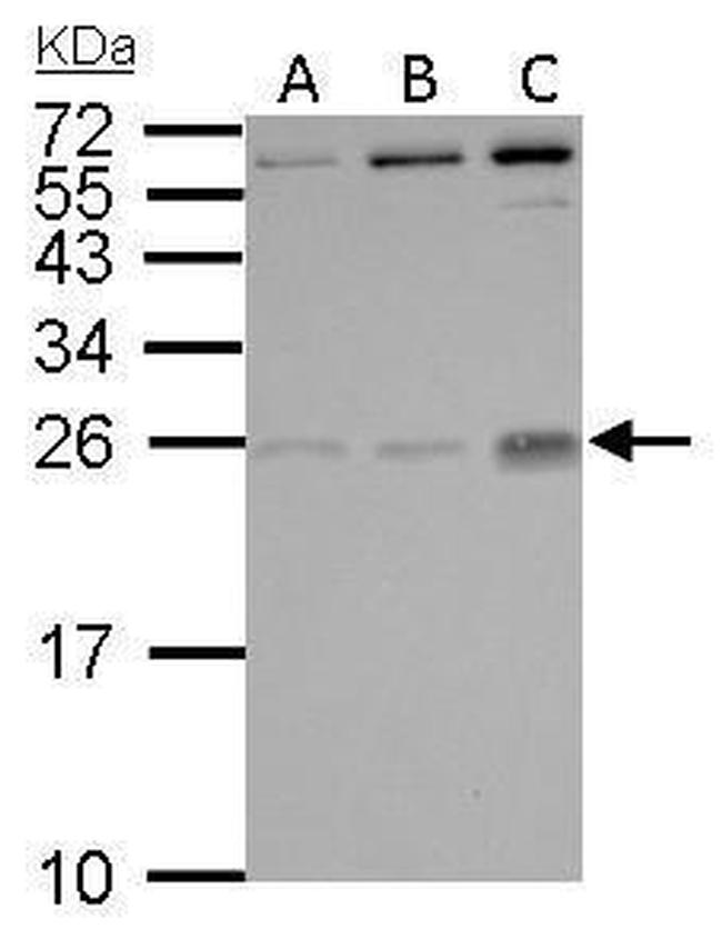 PGF Antibody in Western Blot (WB)