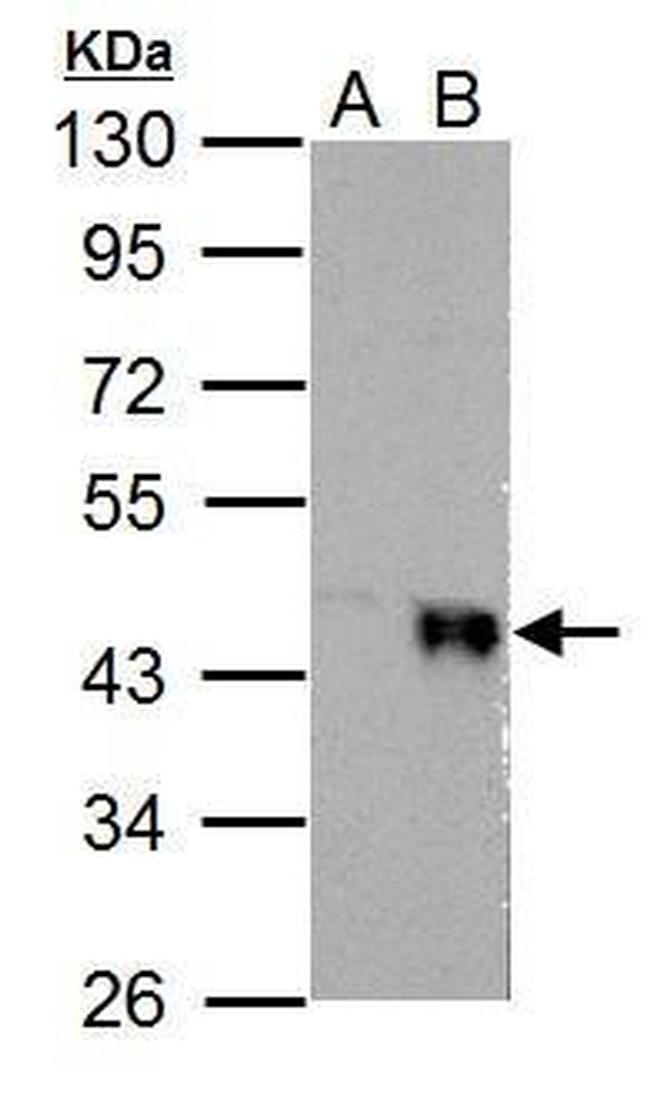 WNT4 Antibody in Western Blot (WB)