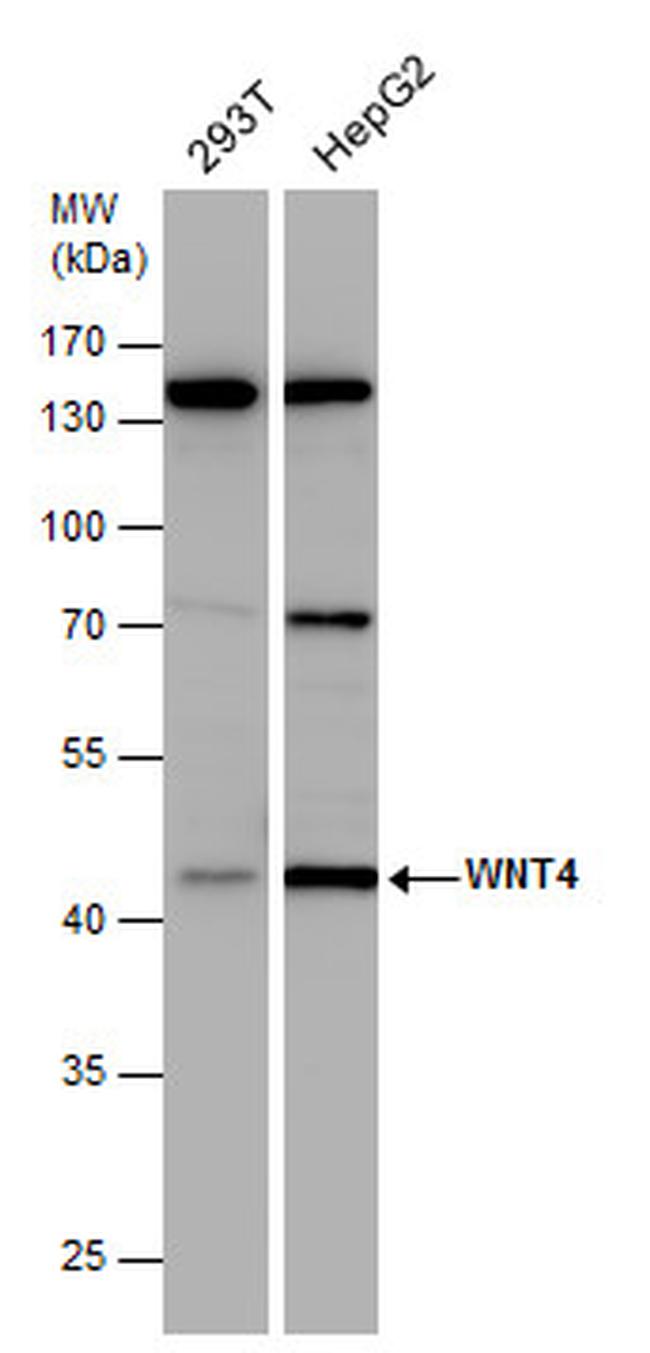 WNT4 Antibody in Western Blot (WB)