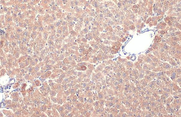 Prohibitin Antibody in Immunohistochemistry (Paraffin) (IHC (P))