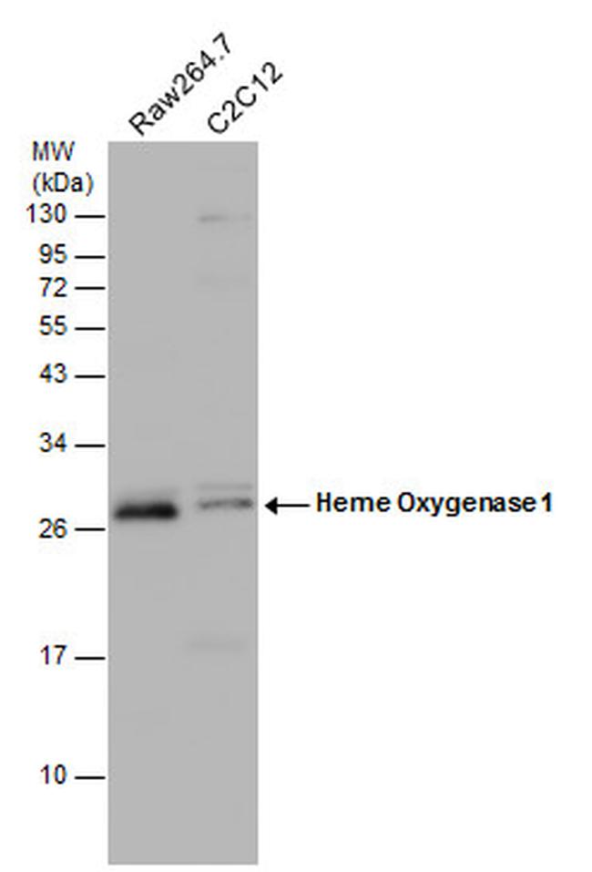 HMOX1 Antibody in Western Blot (WB)