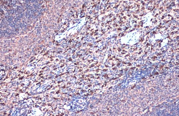 HMOX1 Antibody in Immunohistochemistry (Paraffin) (IHC (P))