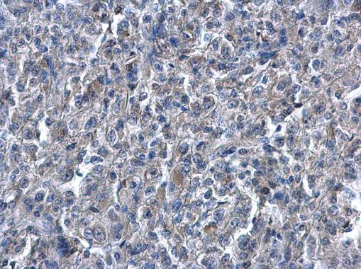 HMOX1 Antibody in Immunohistochemistry (Paraffin) (IHC (P))