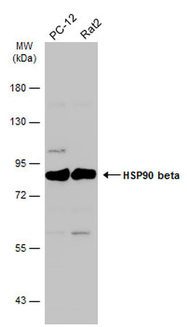 HSP90 beta Antibody in Western Blot (WB)