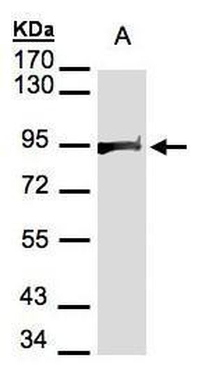 HSP90 beta Antibody in Western Blot (WB)