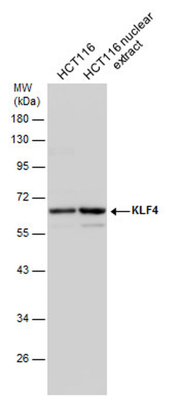 KLF4 Antibody in Western Blot (WB)