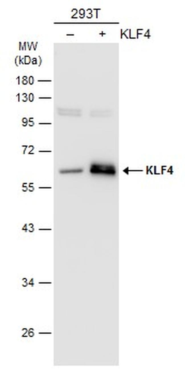 KLF4 Antibody in Western Blot (WB)