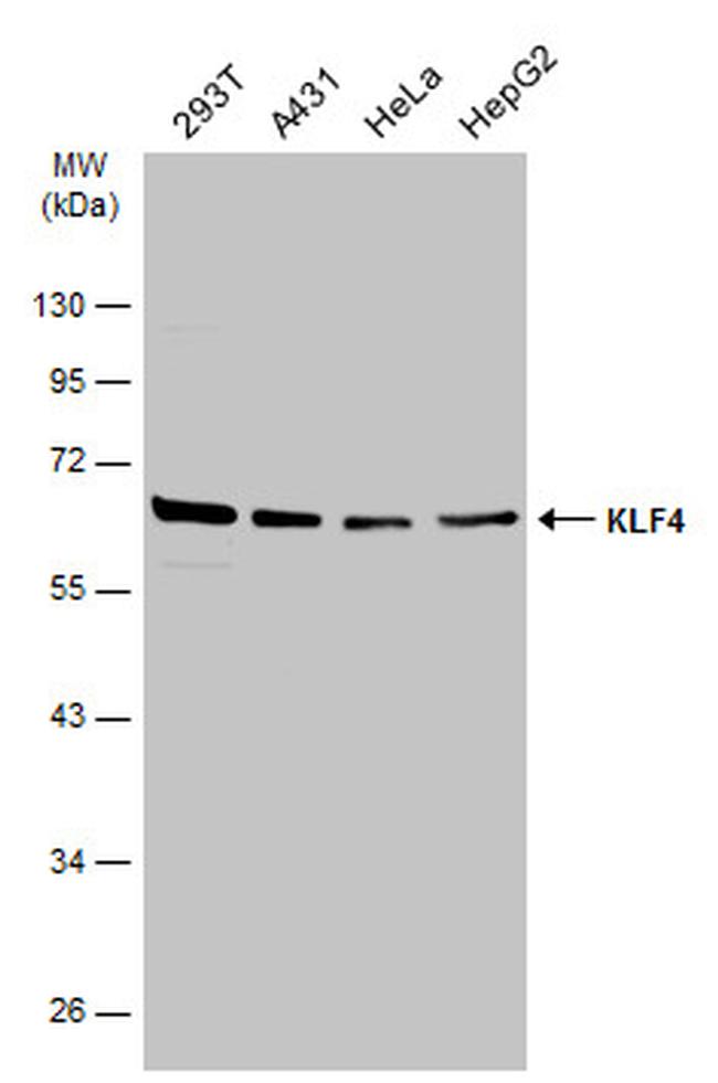 KLF4 Antibody in Western Blot (WB)