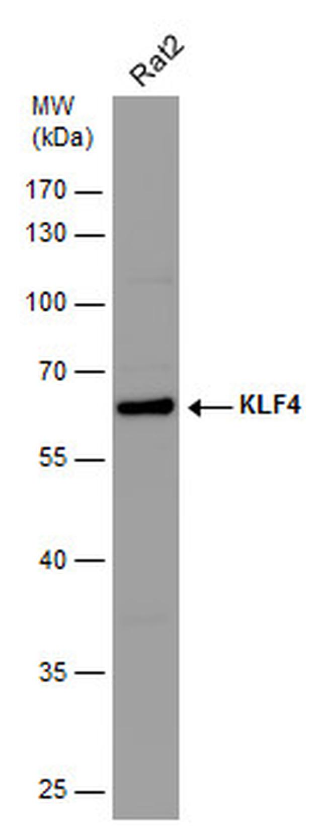 KLF4 Antibody in Western Blot (WB)