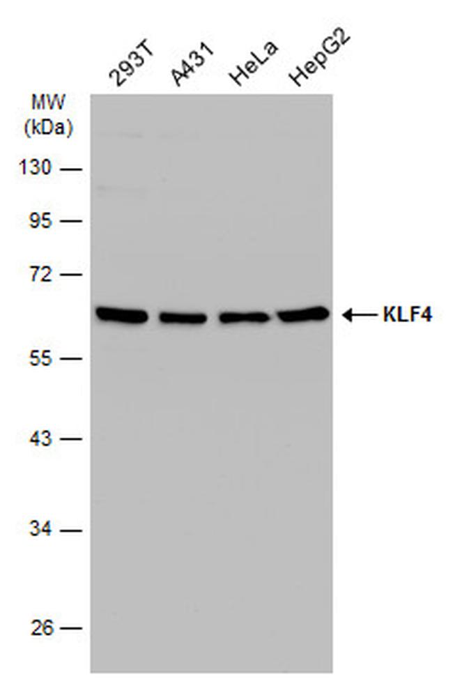 KLF4 Antibody in Western Blot (WB)