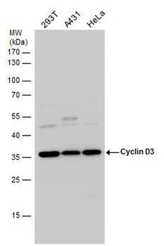 Cyclin D3 Antibody in Western Blot (WB)