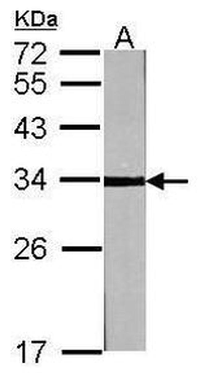 Cyclin D3 Antibody in Western Blot (WB)