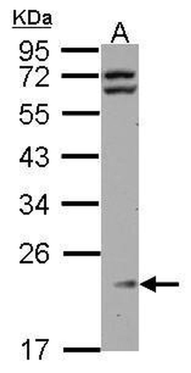 RPL11 Antibody in Western Blot (WB)