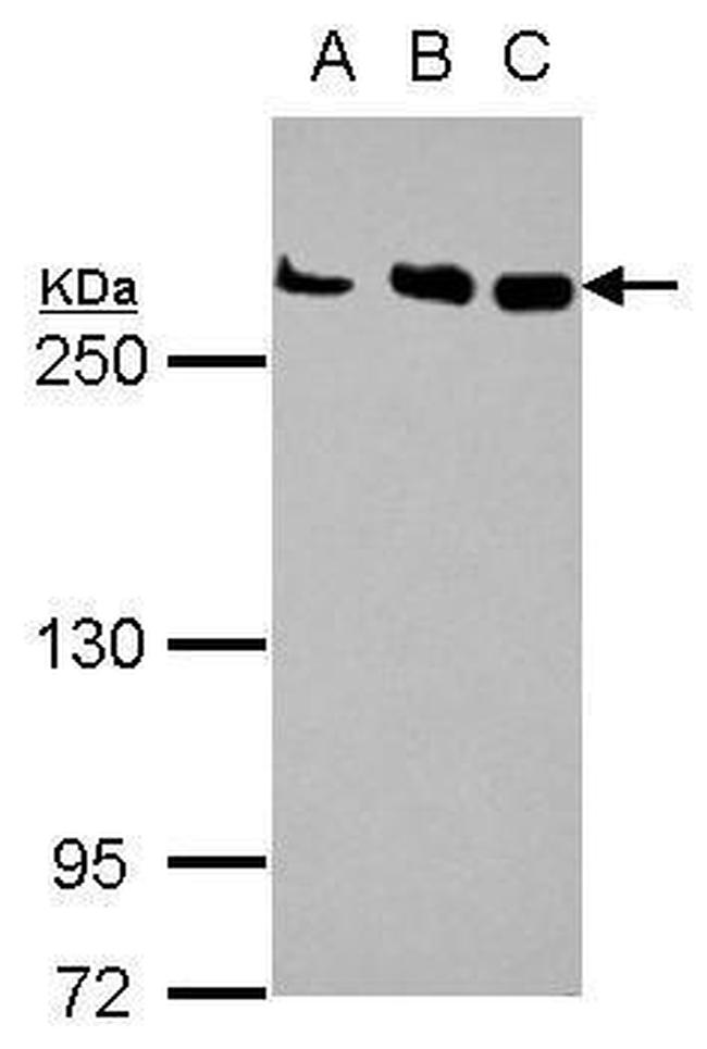 CHD4 Antibody in Western Blot (WB)