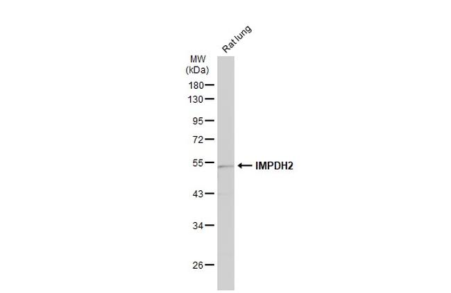 IMPDH2 Antibody in Western Blot (WB)