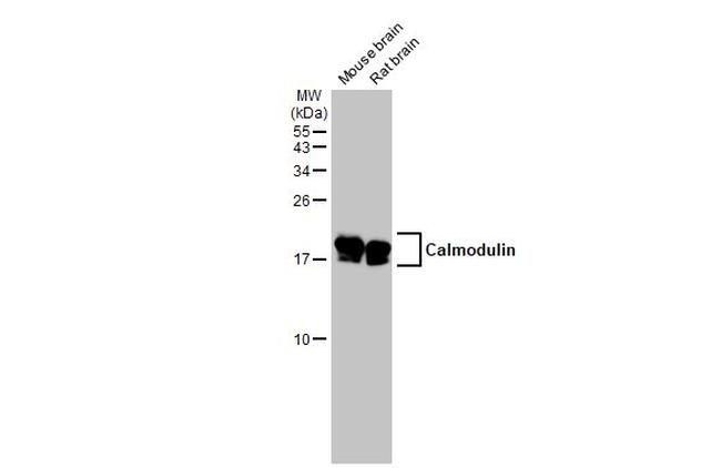Calmodulin 2 Antibody in Western Blot (WB)