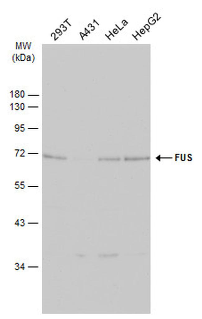 FUS Antibody in Western Blot (WB)