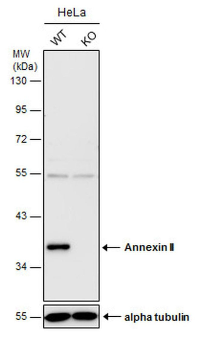 Annexin A2 Antibody