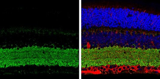 VGAT Antibody in Immunohistochemistry (Paraffin) (IHC (P))