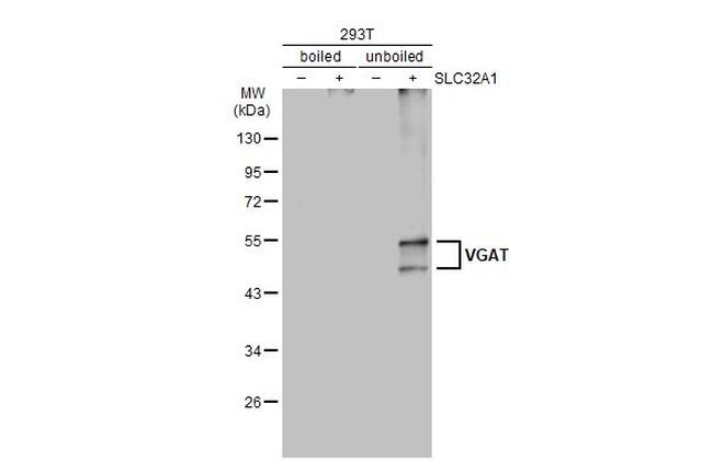 VGAT Antibody in Western Blot (WB)