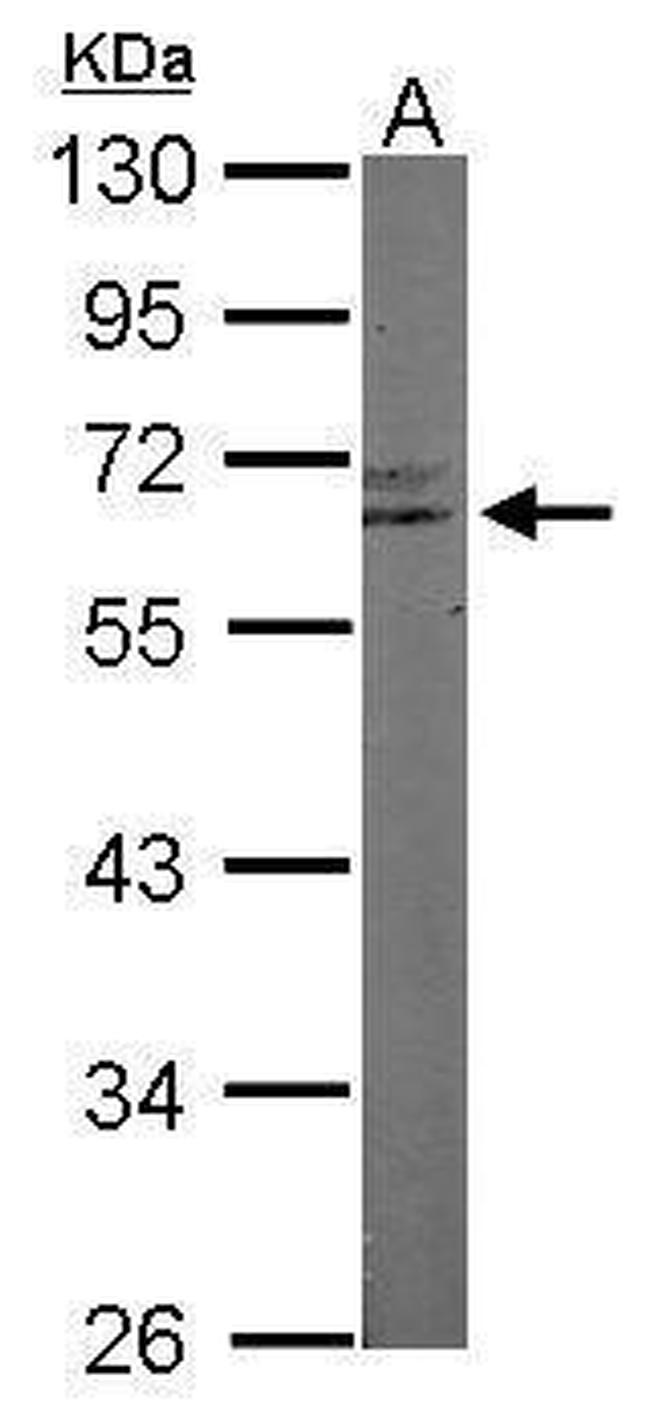 RAP1 Antibody in Western Blot (WB)