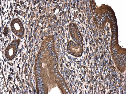 GABARAPL2 Antibody in Immunohistochemistry (Paraffin) (IHC (P))