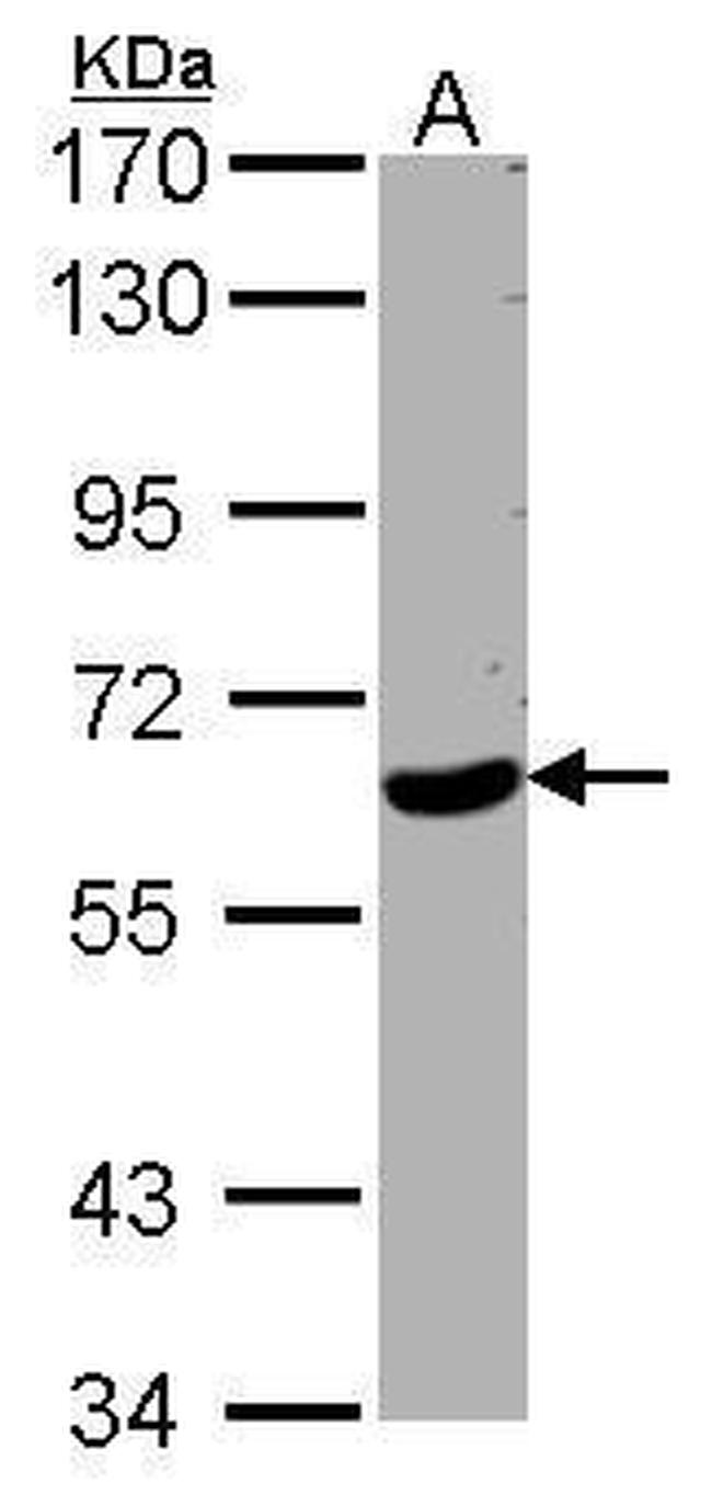 WDR1 Antibody in Western Blot (WB)