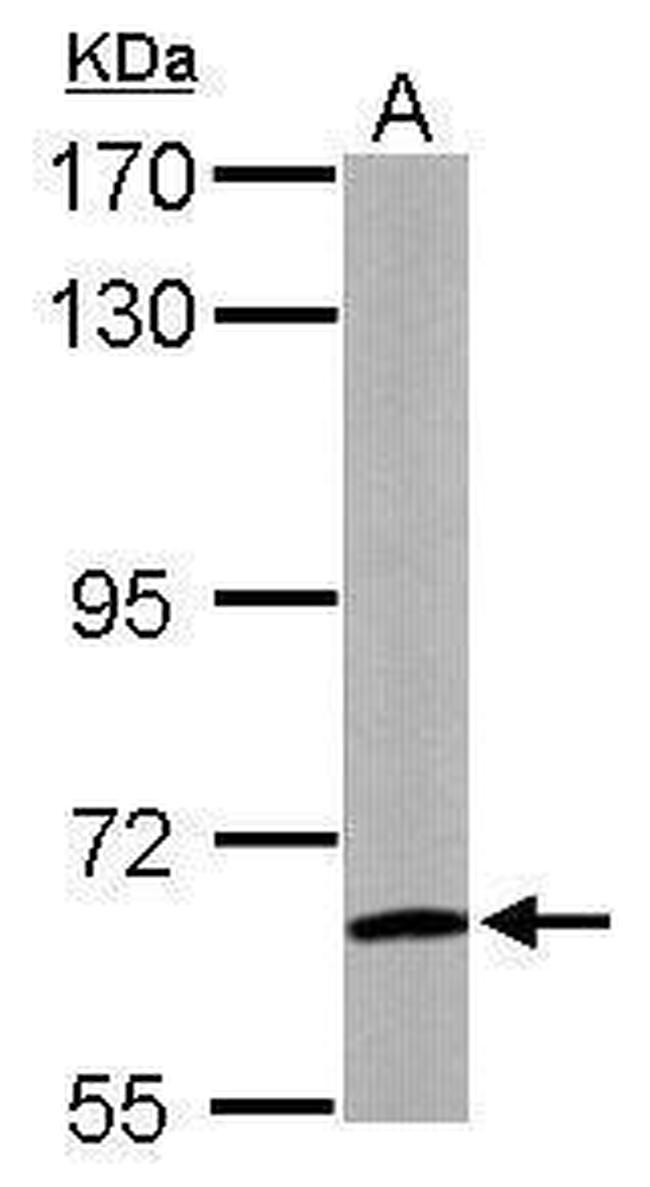 WDR1 Antibody in Western Blot (WB)