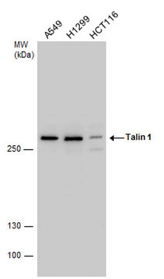 Talin 1 Antibody in Western Blot (WB)