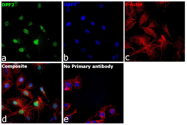 DPF2 Antibody in Immunocytochemistry (ICC/IF)
