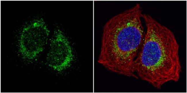 HYOU1 Antibody in Immunocytochemistry (ICC/IF)